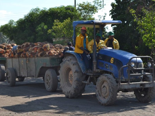Palmeros destacan en producción sostenible con el ambiente