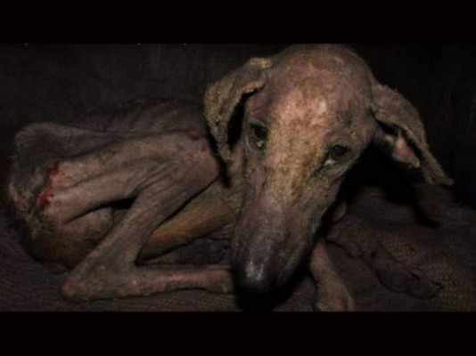 Video: El conmovedor rescate de un perro a punto de morir