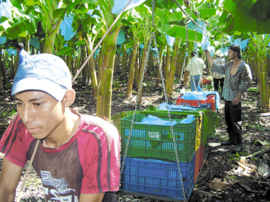 Cambian cultivo de granos por plátano en Yoro