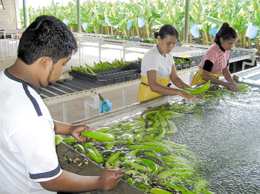 Cambian cultivo de granos por plátano en Yoro