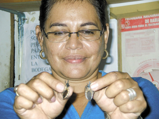 Comunidades de Yoro en alerta por chinche picuda