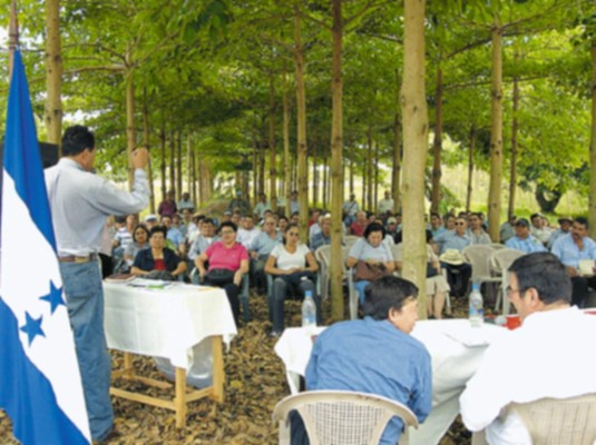 En auge cultivo de árboles maderables