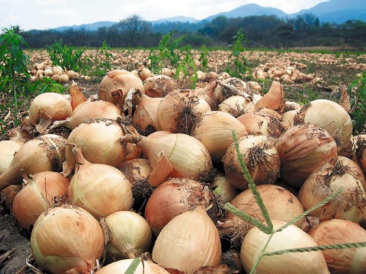 Productores botan la cebolla