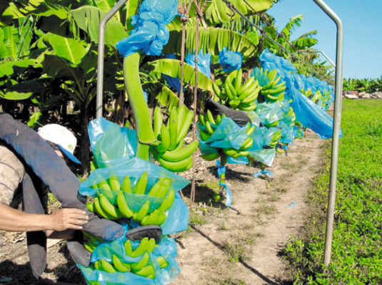 L 40 millones invertirán en reactivar las bananeras