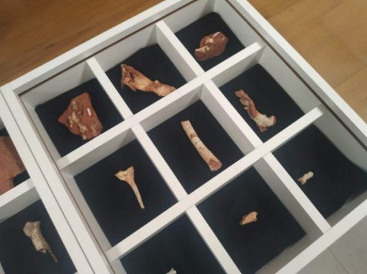 Handout picture released by the communications office of the State University of Maringa (UEM) of the fossilised bones of a dinosaur in Maringa, Parana state, Brazil, on January 22, 2019. - A hitherto unknown type of carnivorous dinosaur measuring just over a meter and a half long that lived 90 million years ago has been identified in the Cruzeiro do Oeste municipality, southern Brazil by paleontologists from the University of Sao Paulo, the State University of Maringa (UEM), the Argentine Museum of Natural Sciences and the Paleontology Museum of Cruzeiro do Oeste. (Photo by Rosi RODRIGUES / UEM / AFP) / RESTRICTED TO EDITORIAL USE - MANDATORY CREDIT 'AFP PHOTO / STATE UNIVERSITY OF MARINGA (UEM) / ROSI RODRIGUES' - NO MARKETING NO ADVERTISING CAMPAIGNS - DISTRIBUTED AS A SERVICE TO CLIENTS