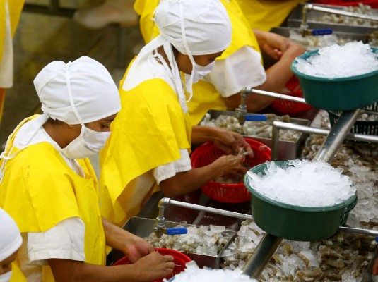 Exportación de camarón a Asia deja unos L80 millones