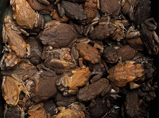 Científicos buscan un remedio contra la gripe en la piel de los sapos