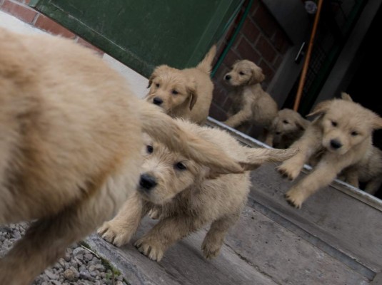 Cachorros entrenan duro para convertirse en policías&nbsp;&nbsp;