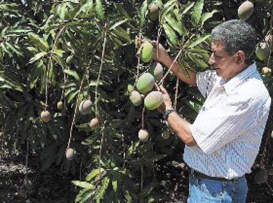 Exportan mangos a Europa y EUA