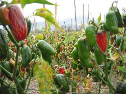 EUA facilita exportación de chile de Centroamérica