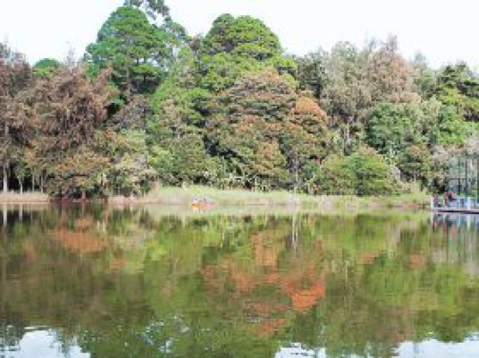 Belleza entre pinos