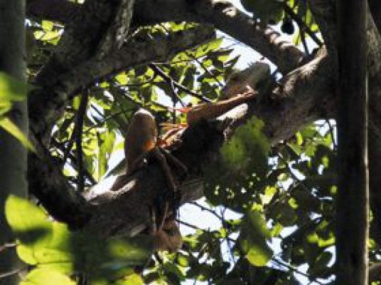 25 años protegiendo a garrobos e iguanas