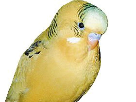 Las mascotas preferidas