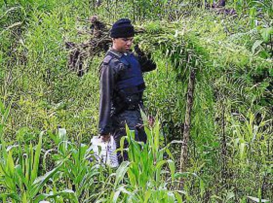 Descubren 1 millón de plantas de marihuana