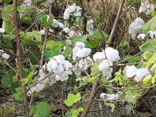 Salvadoreños cultivarán algodón en El Paraíso y Olancho
