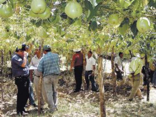 Pataste hondureño hacia Estados Unidos y Canadá