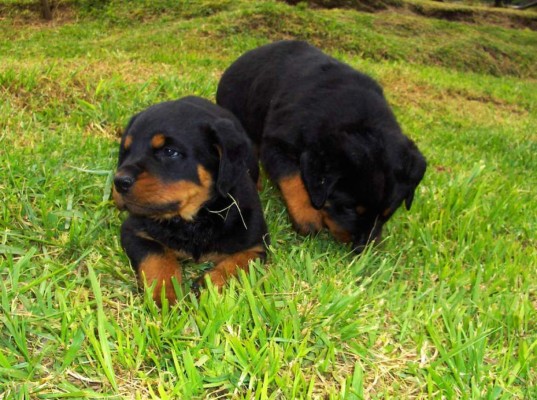 Polémica por la prohibición de razas de perros en Honduras