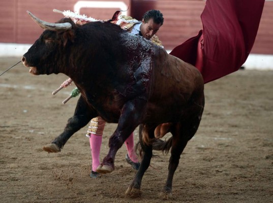 Muere torero español tras mortal cornada en el pulmón