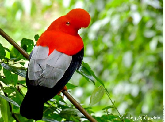 Pereira: Belleza, tradición y café