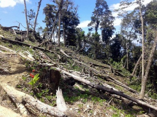 Imparable destrucción de parque nacional Pico Pijol