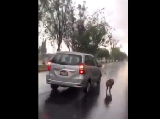 Arrastra a su perro en la carretera