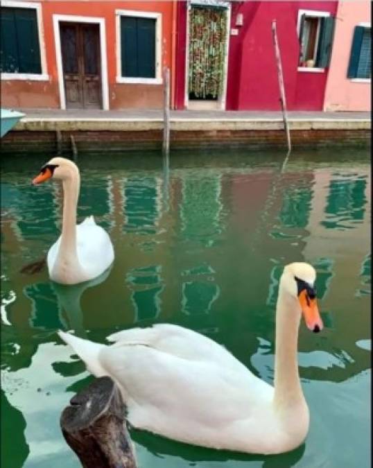 Estos cisnes fueron fotografiados en los lagos de Venecia (Italia).