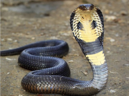 Una cobra escapa de su domador en un espectáculo con turistas