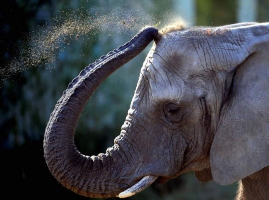 El elefante salvaje de África podría ser el mamífero que menos duerme