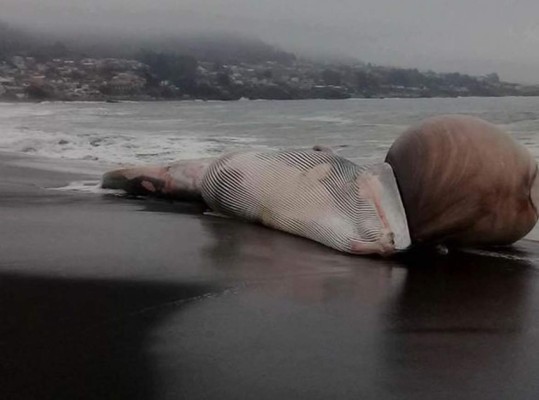 Ballena con extraña protuberancia causa sorpresa en Chile