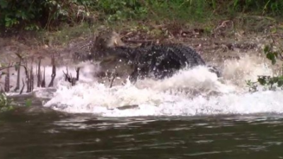 Momento del ataque del cocodrilo a su hembra.