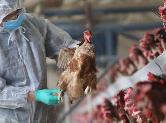 Temor en Bélgica por brotes de variante de gripe aviar altamente contagiosa en granjas avícolas