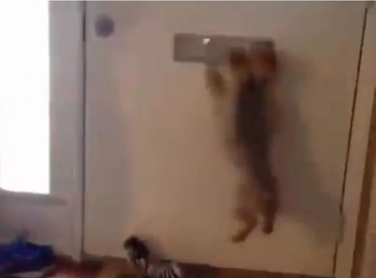 Perro nos demuestra como se recoge una correspondencia