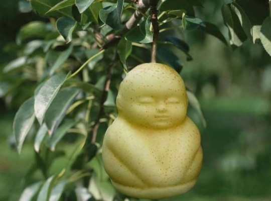 Árboles dan peras con forma de bebé en China