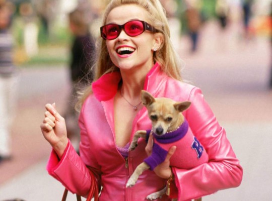 Murió el chihuahua de 'Legalmente Rubia'