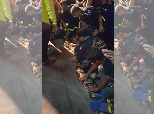 Una pitón gigante de 8 metros aparece en un restaurante