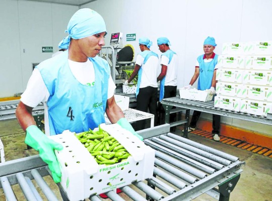 Exportadores hondureños de okra americana presionan el acelerador al 50%