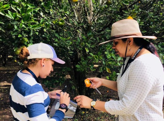 En peligro producción de cítricos en Francisco Morazán