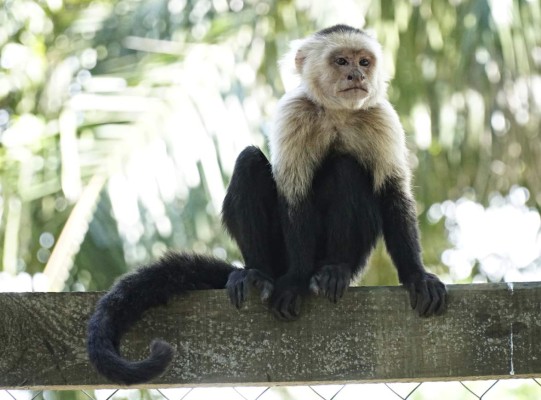 Ruta 504: Choloma, un encanto entre laguna, vegetación y ríos