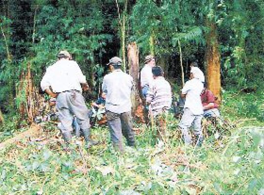 Los capturan cuando destruían reserva forestal