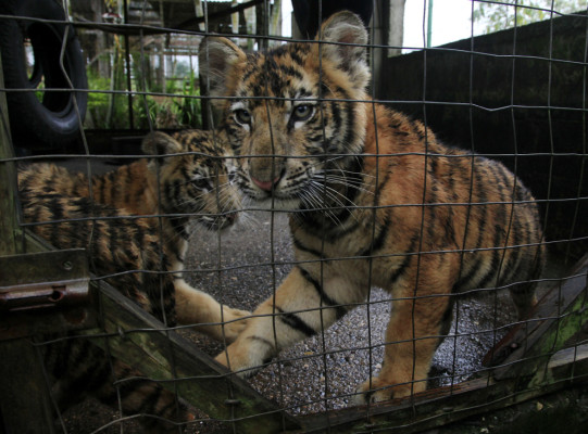 Zoológico Joya grande, un paraíso en crisis por falta de ingresos