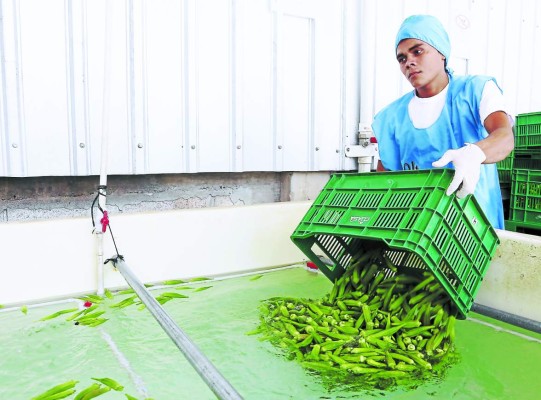 Exportadores hondureños de okra americana presionan el acelerador al 50%