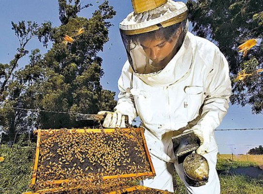 Apicultores de occidente de Honduras buscan cruzar fronteras