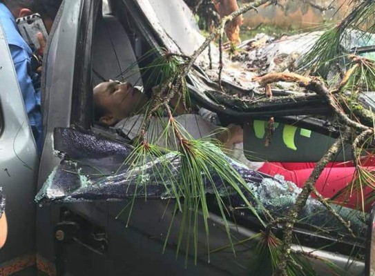 Árbol casi mata a pareja al caer sobre el vehículo en que viajaban