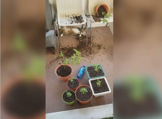 Se viraliza reacción de un gato tras comer plantas de marihuana