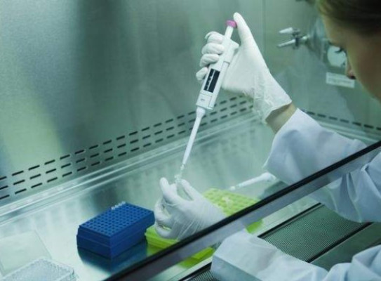 Identifican el ADN que regula la actividad en el páncreas humano