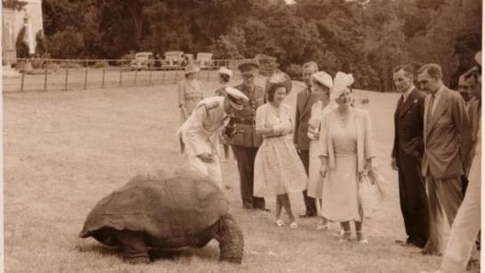 Jonathan, la tortuga que desafía al tiempo con 194 años de edad