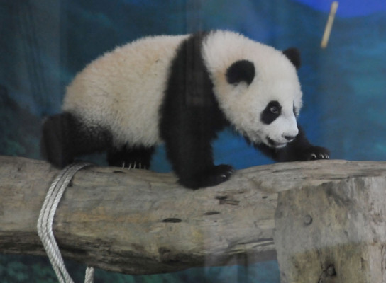 Osa panda, la nueva estrella del zoo de Taipéi