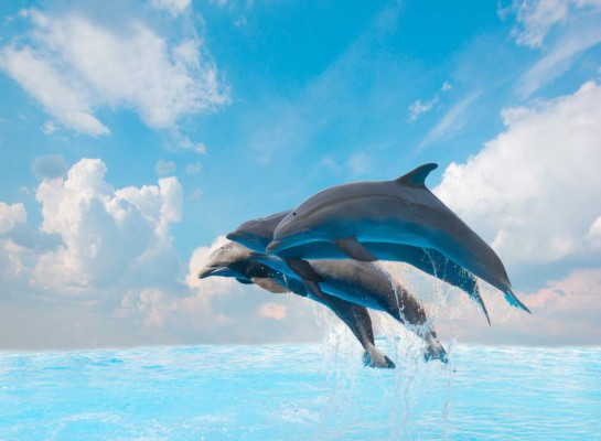 Ruta del Delfín en el Caribe hondureño