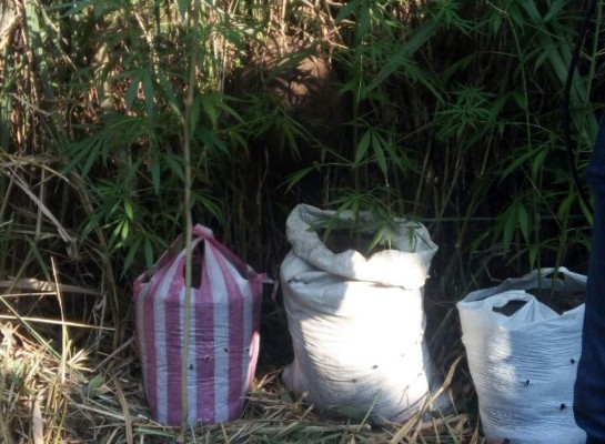 Detienen a dos menores cuando regaban plantación de marihuana