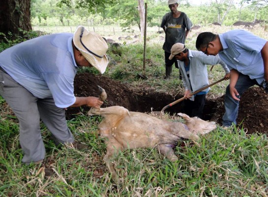Honduras: Alarma por muerte de terneros en San Francisco de Yojoa
